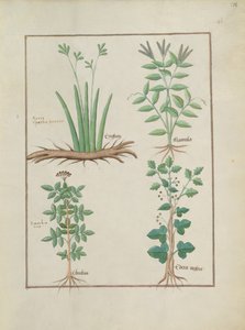 Ms Fr. Fv VI #1 fol.132r Fila superior: Xyris y Ranunculus. Fila inferior: Saúco común y Hiedra, ilustración del Libro de las medicinas simples, por Mattheaus Platearius (d.c.1161) c.1470 de Robinet Testard